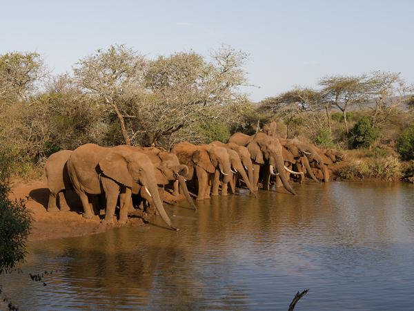 <h3><a href="/trips/safari/biota/animalia/chordata/mammalia/proboscidea/elephantidae/loxodonta africana/loxodonta africana-en.html">Loxodonta&nbsp;africana</a> / African&nbsp;elephant / Afrikaanse&nbsp;olifant</h3>OM-1 with OLYMPUS M.12-100mm F4.0, 1/1000 sec at F4.0, ISO 160, distance 9.31&nbsp;m